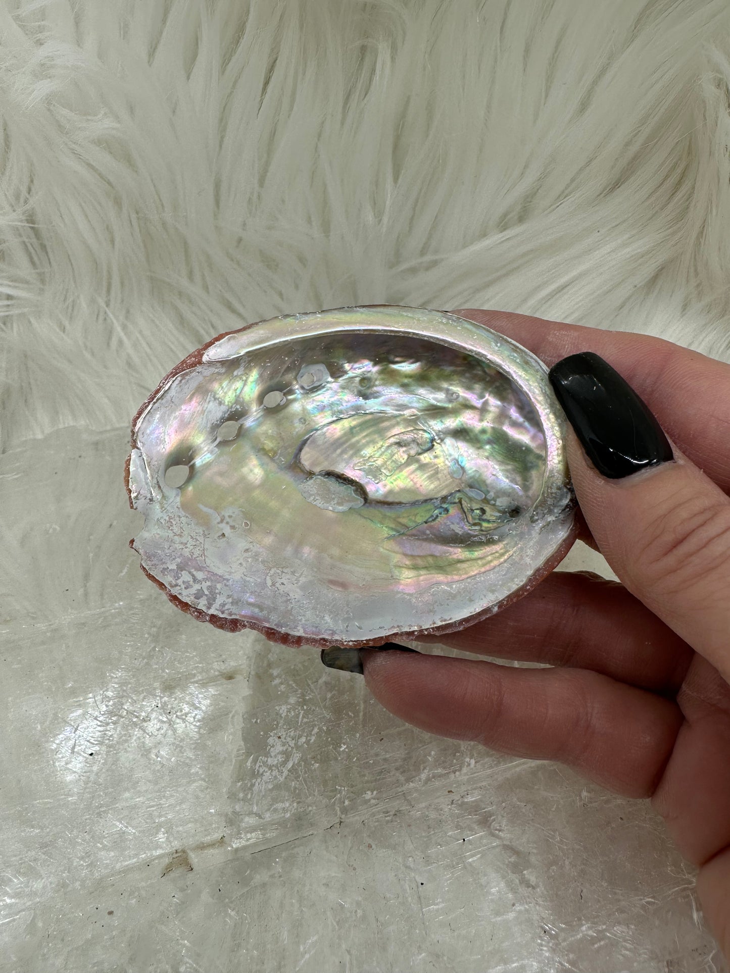 Small Abalone Shell