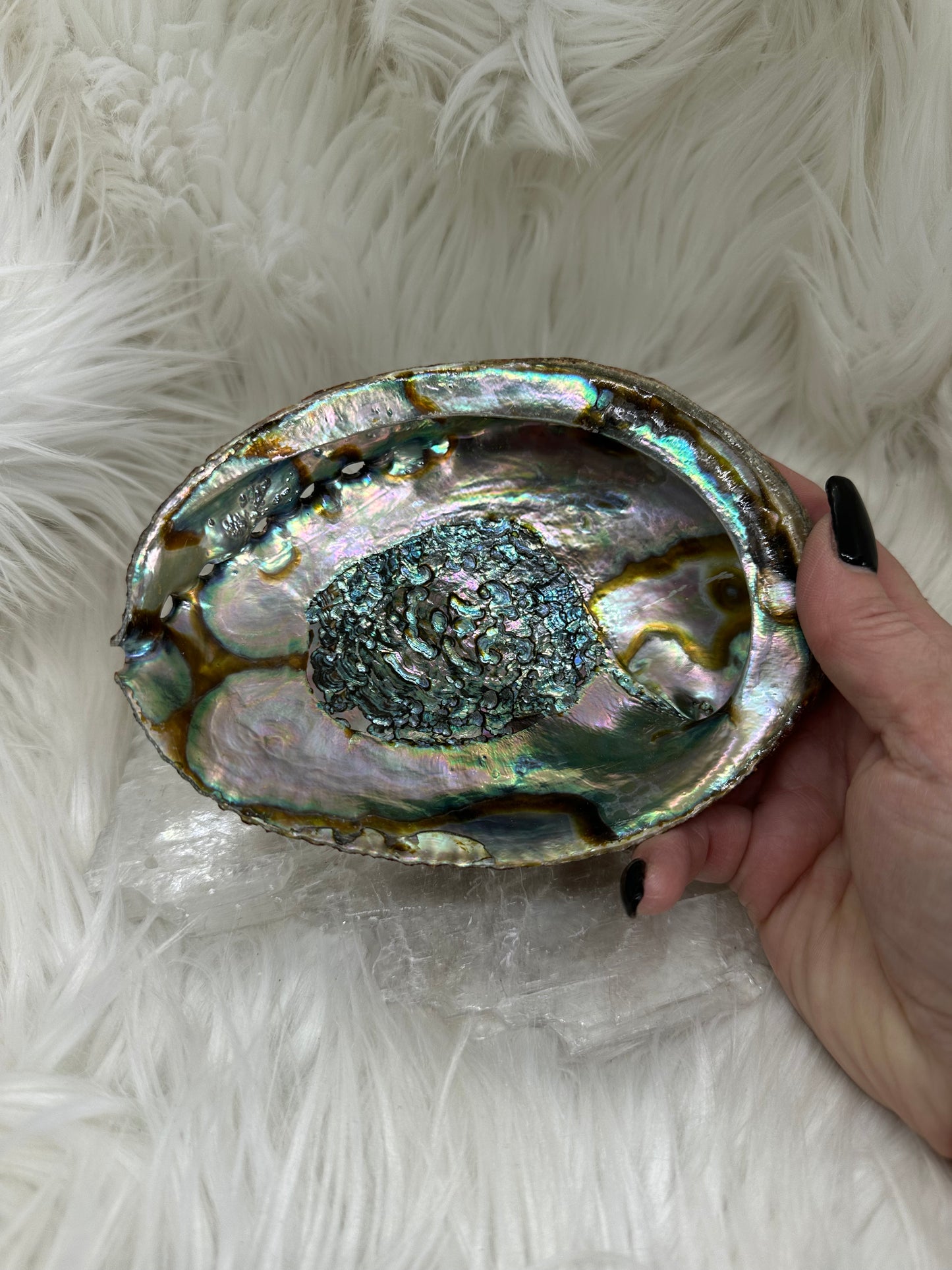 Large Abalone Shell